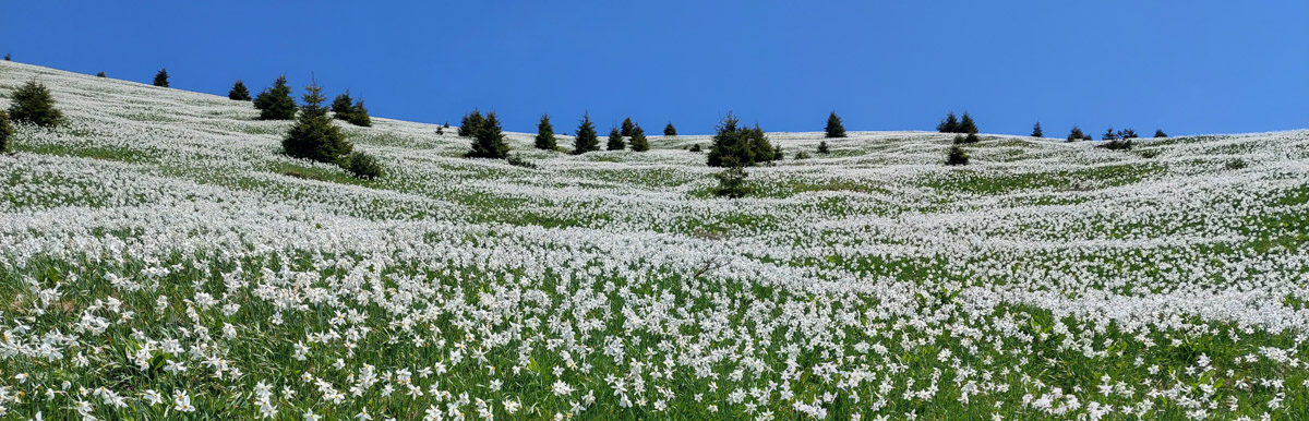 Gorsko cvetje v Sloveniji, belina Narcis pod Golico